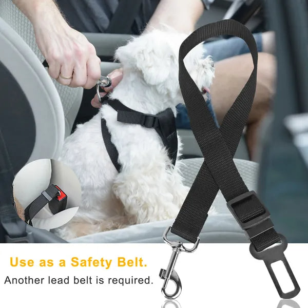Pet Collars, Harnesses & Accessories